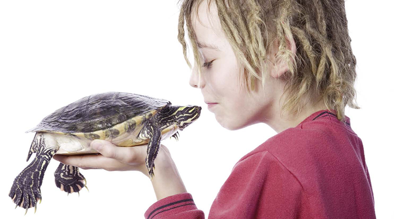 can touching a turtle make you sick