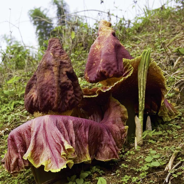 what-it-the-largest-flower-in-the-world-handy-answer-book